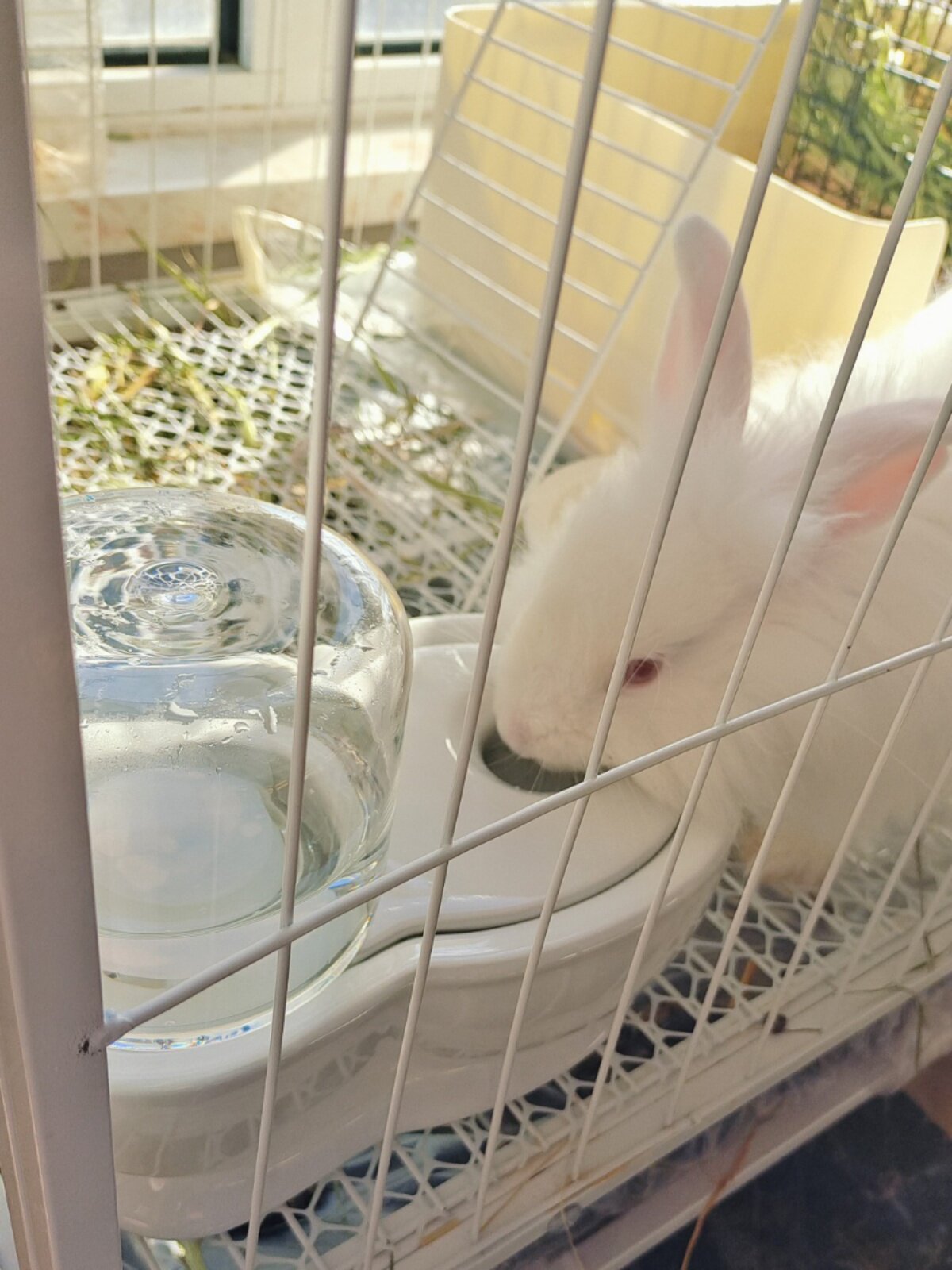 Automatic water bowl